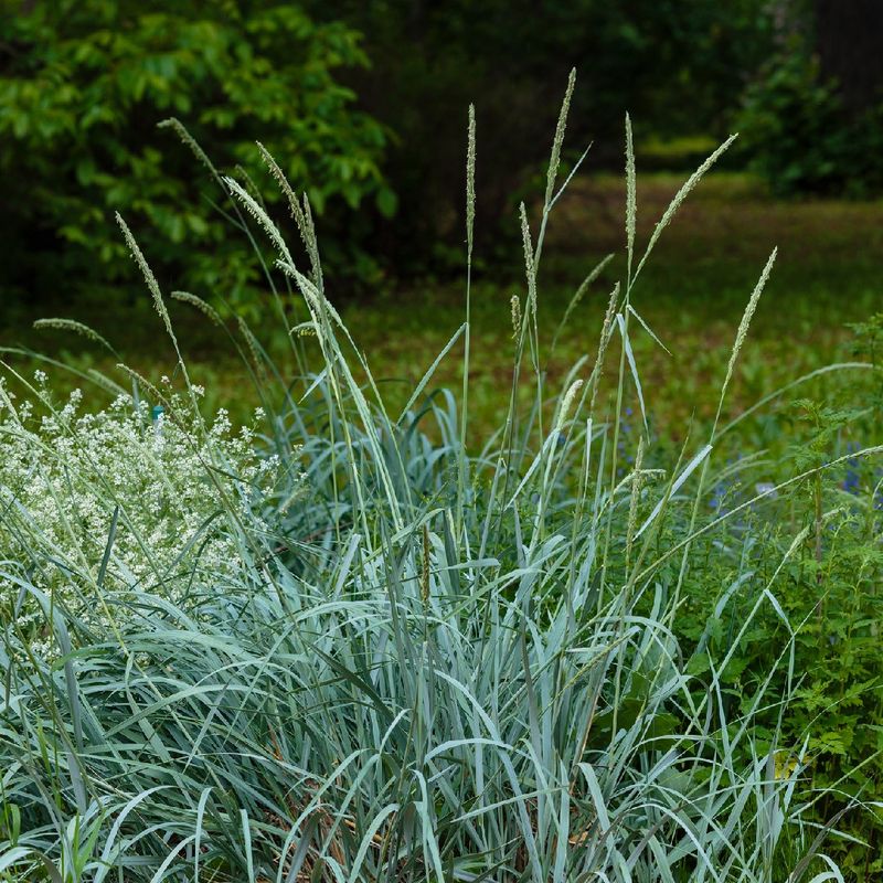 Blue Wildrye Fills In Native Meadow Edges