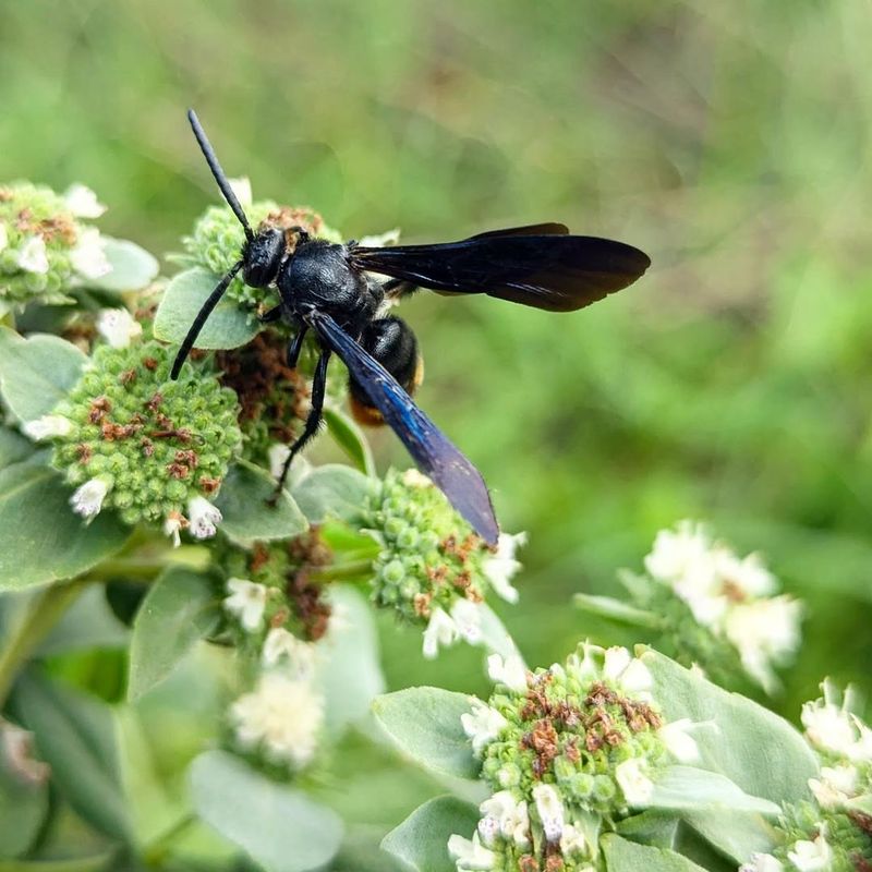 Blue Winged Wasps Target Lawn Grubs