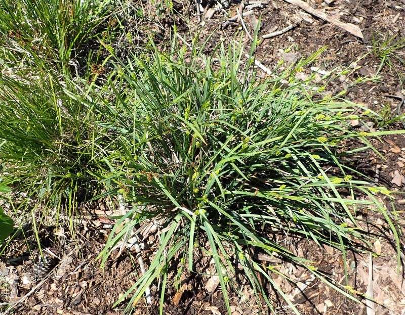 Blue Wood Sedge 