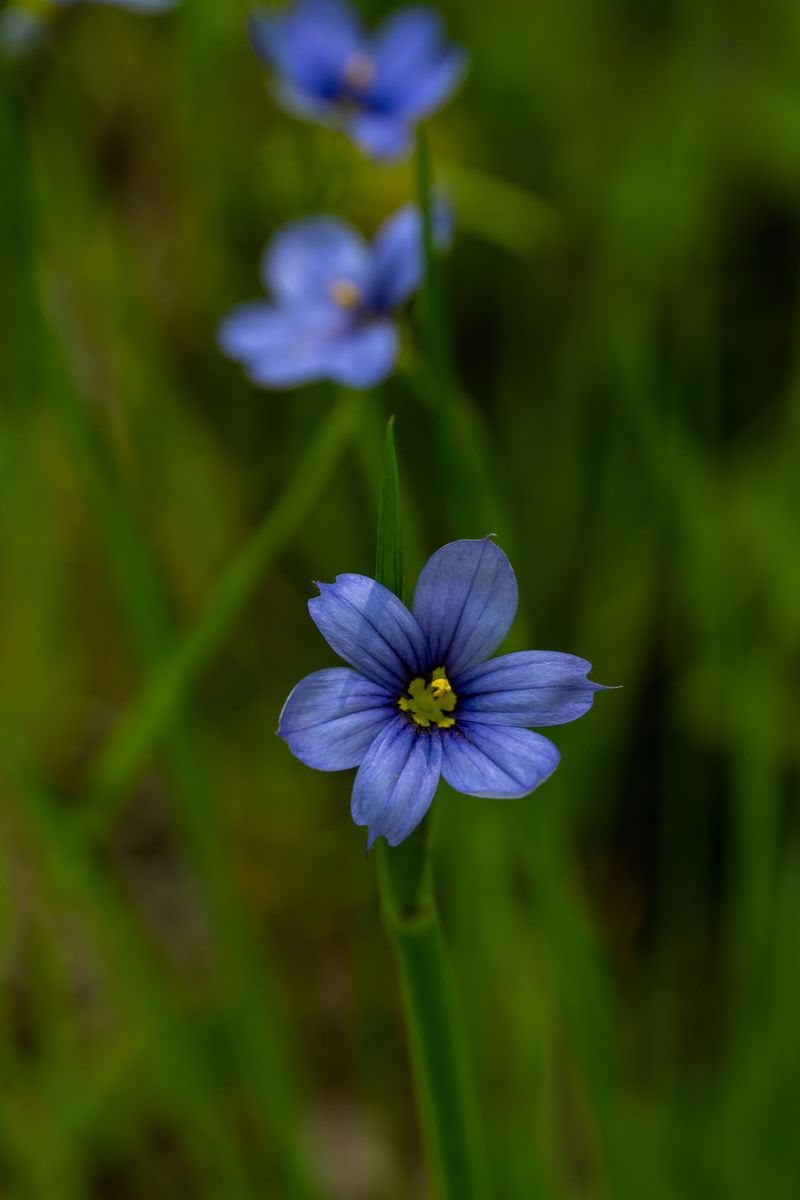 Blue-eyed Grass Blue-eyed Grass