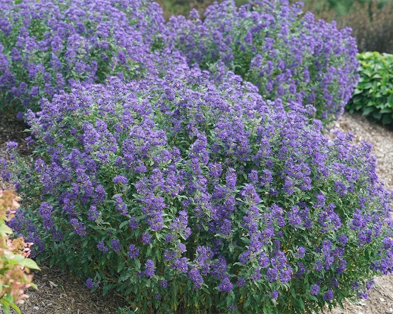 Bluebeard Adds Late Color With Little Water Bluebeard Adds Late Color With Little Water