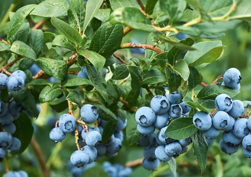 Blueberries Blueberries