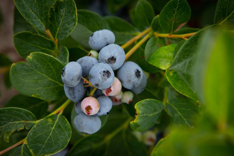 Blueberries (Container-Grown)