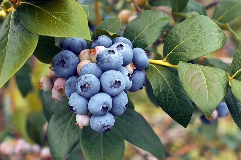 Blueberries (Vaccinium Spp.)