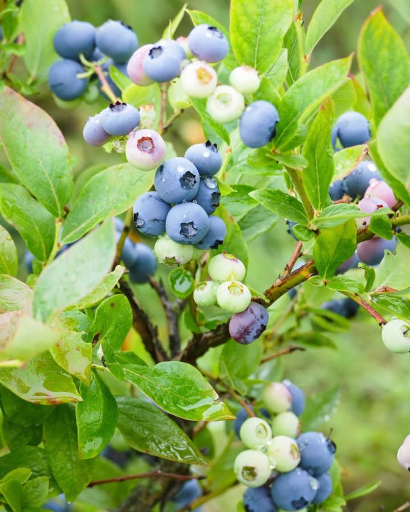 Blueberry Bushes Blueberry Bushes