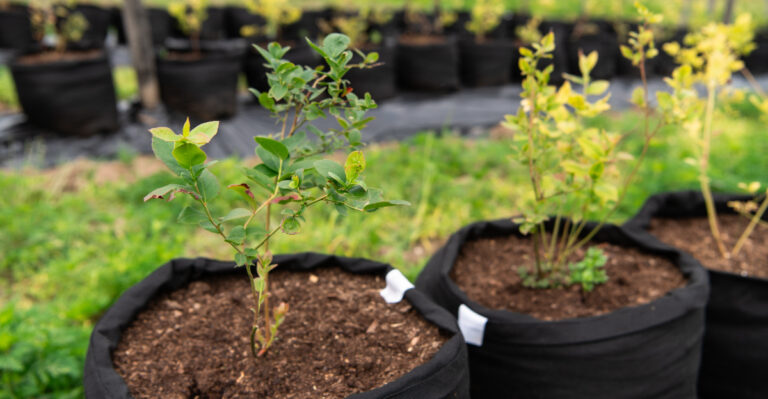 Blueberry Planting Mistakes Indiana Gardeners Keep Making In Their Backyard Beds