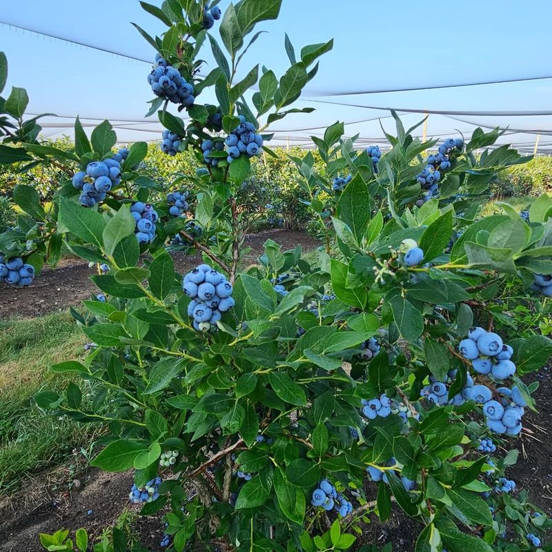 Bluecrop Bluecrop