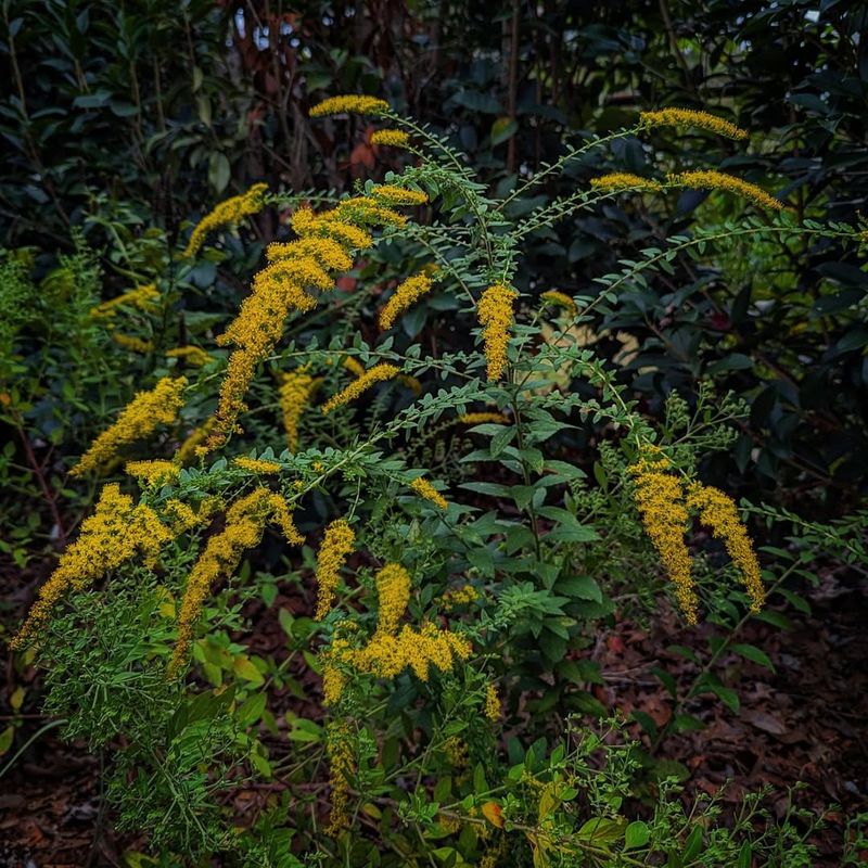 Bluestem Goldenrod