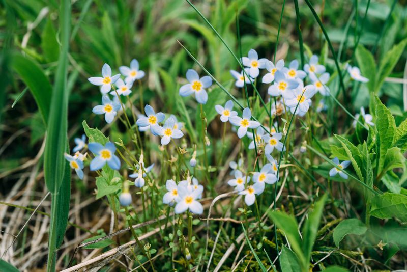 Bluets Are Doing More For Your Lawn Than You Might Expect