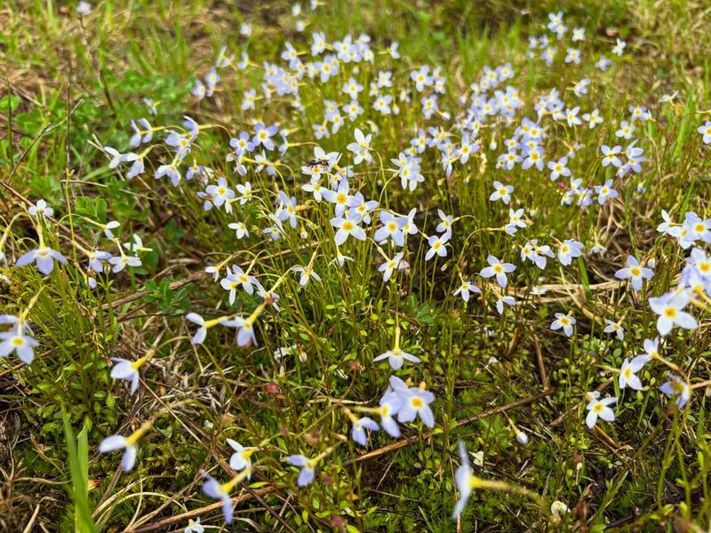 Bluets Fill Spring Gardens With Delicate Foliage