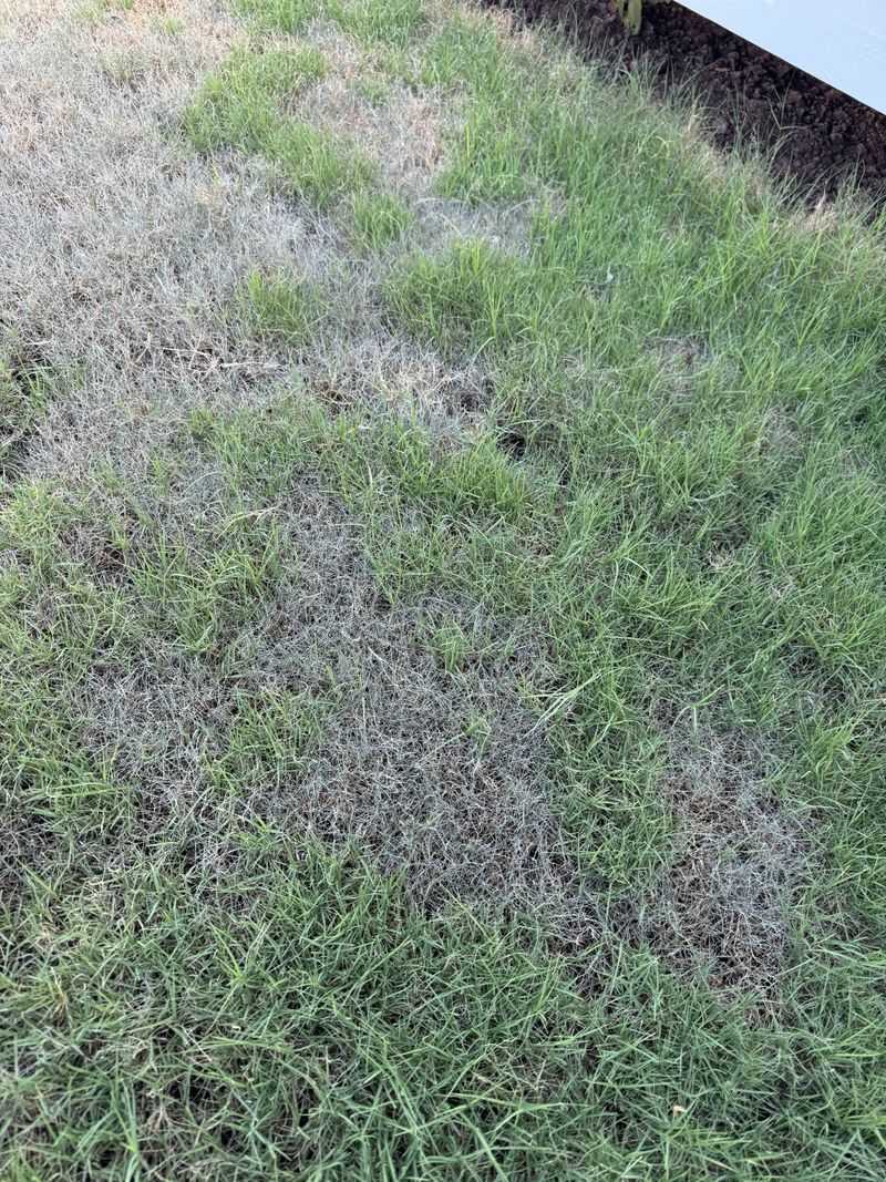 Bluish-Gray Or Dull Grass Color