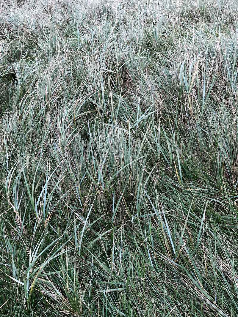 Bluish-Gray Tint Replaces The Lawn's Normal Green Bluish-Gray Tint Replaces The Lawn's Normal Green