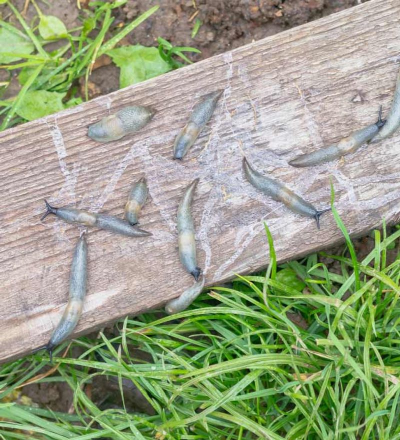 Boards And Pots Hide Slugs During The Day