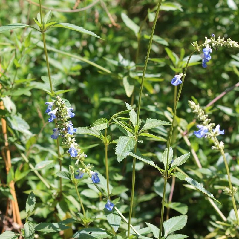 Bog Sage