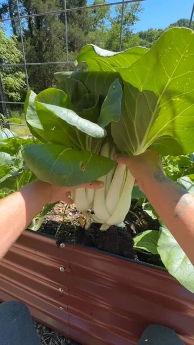 Bok Choy - Grow Sweet Potatoes Instead Bok Choy - Grow Sweet Potatoes Instead