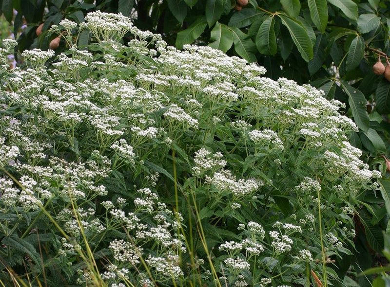 Boneset Blooms In Wet Ground Boneset Blooms In Wet Ground
