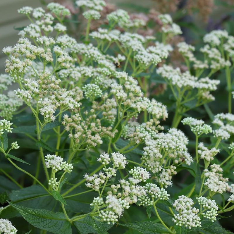 Boneset Boneset