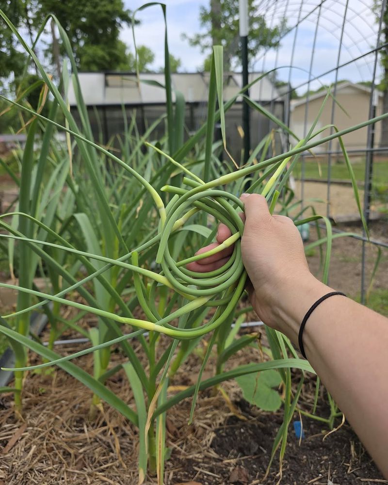 Bonus Scape Harvest In Spring