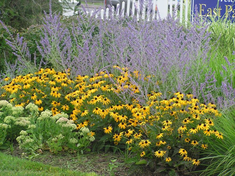 Bonus Tip: Companion Planting To Reduce Fungal Pressure