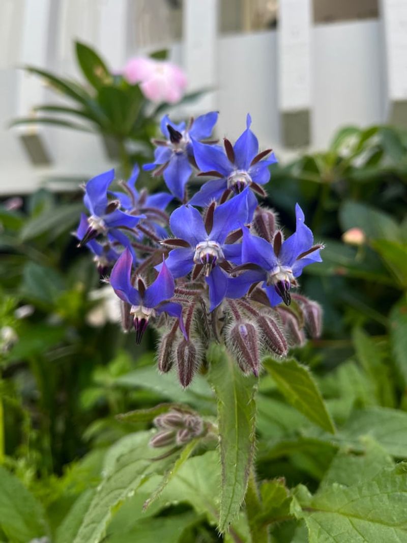 Borage Reseeds Where Bees Keep Visiting