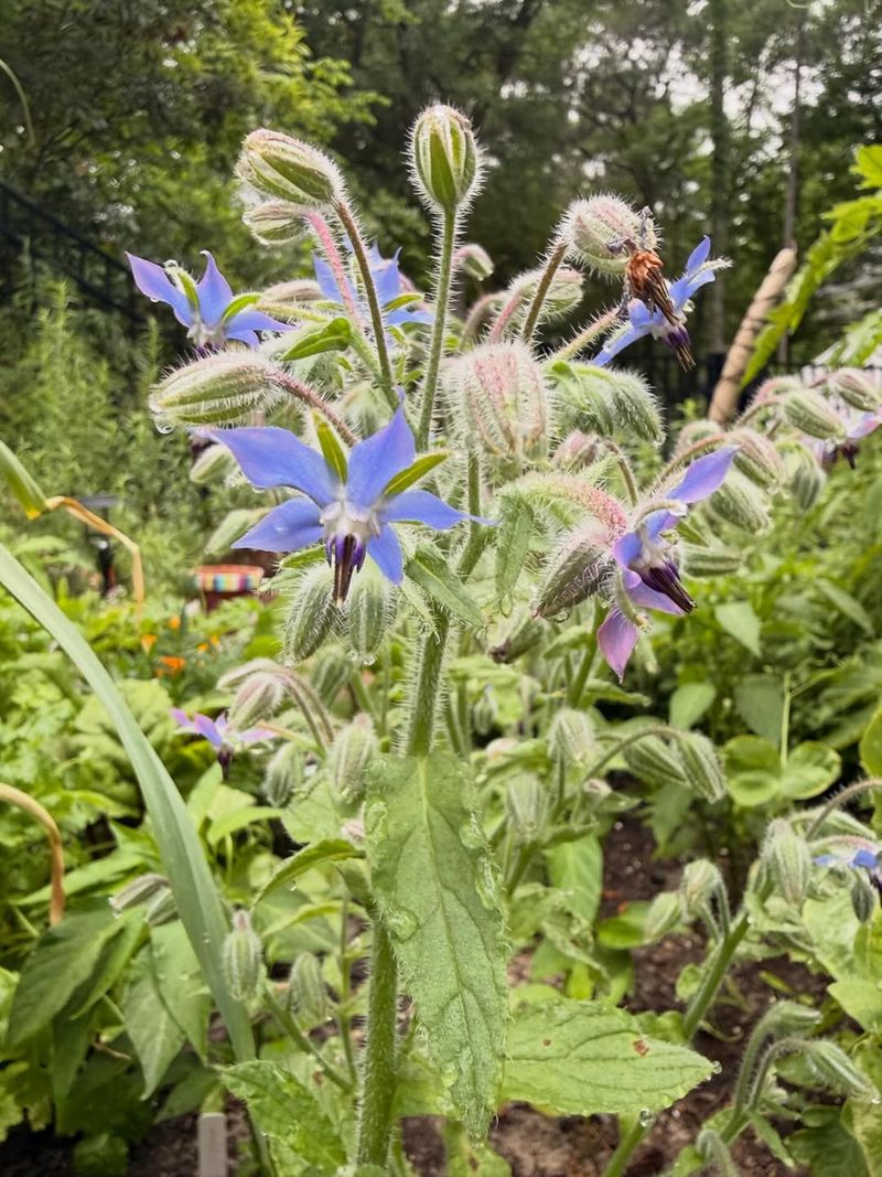Borage 