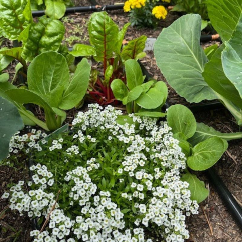 Border Lettuce Beds With Sweet Alyssum To Attract Hoverflies