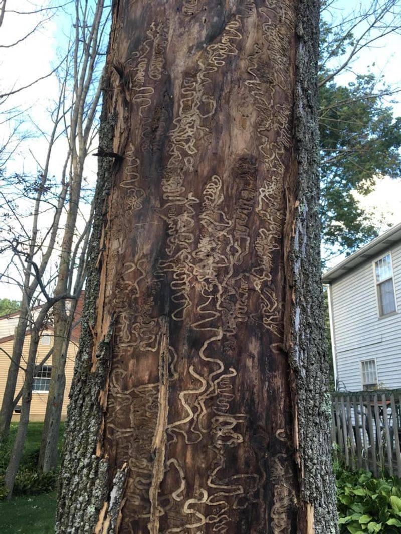 Borers Often Move Into Trees Already Under Stress Borers Often Move Into Trees Already Under Stress
