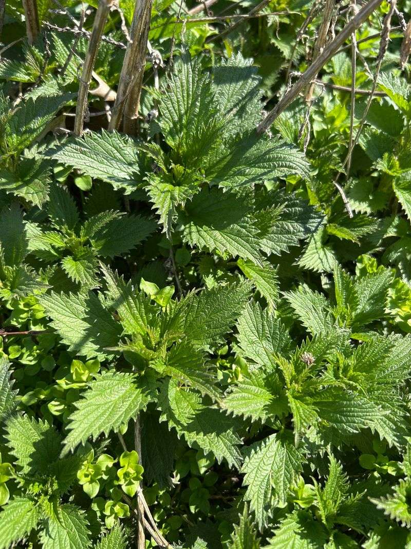 Both Plants Signal Rich Active Soil