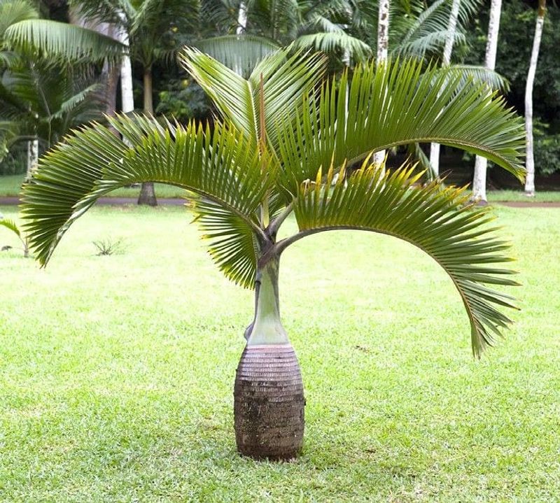 Bottle Palm Works Where Frost Risk Stays Low Bottle Palm Works Where Frost Risk Stays Low