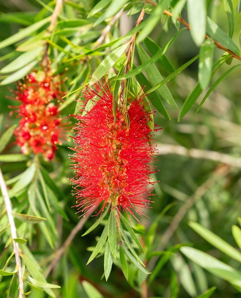 Bottlebrush Adds Color And Evergreen Shape