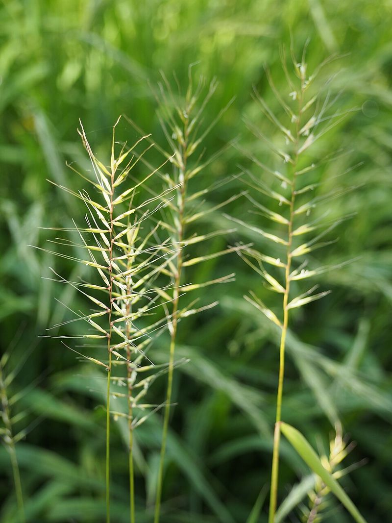 Bottlebrush Grass Brings Movement To Dry Shade