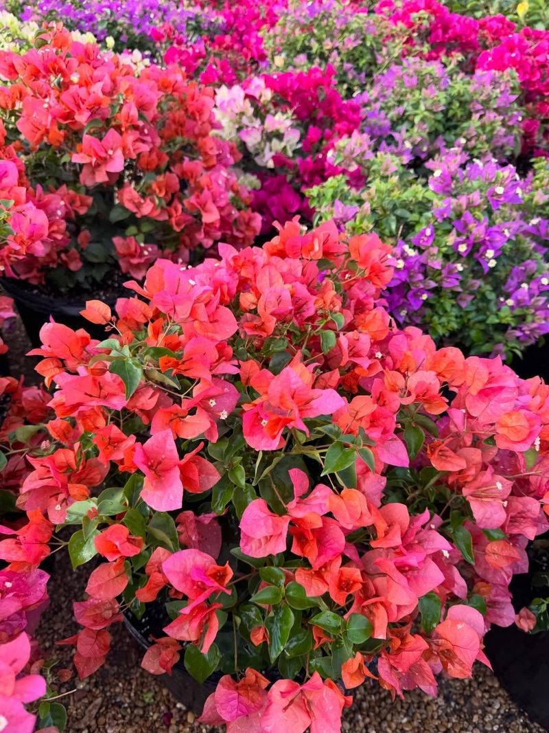 Bougainvillea Bougainvillea