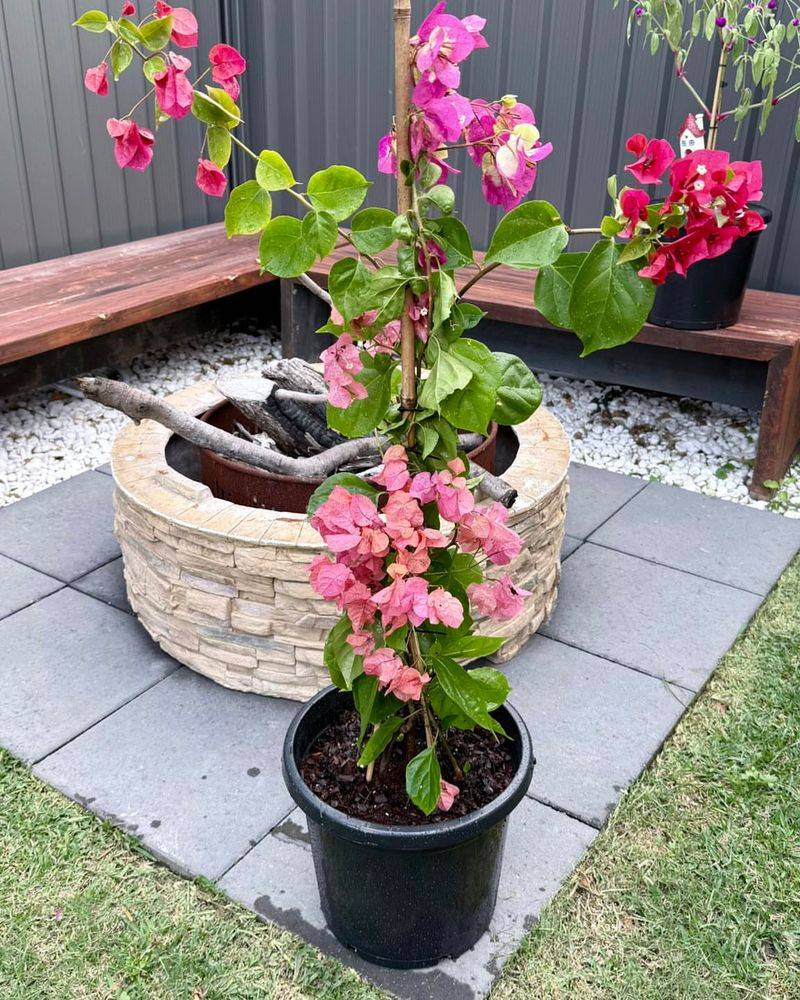 Bougainvillea