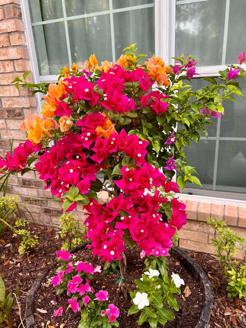 Bougainvillea Blooms Better On The Dry Side Bougainvillea Blooms Better On The Dry Side