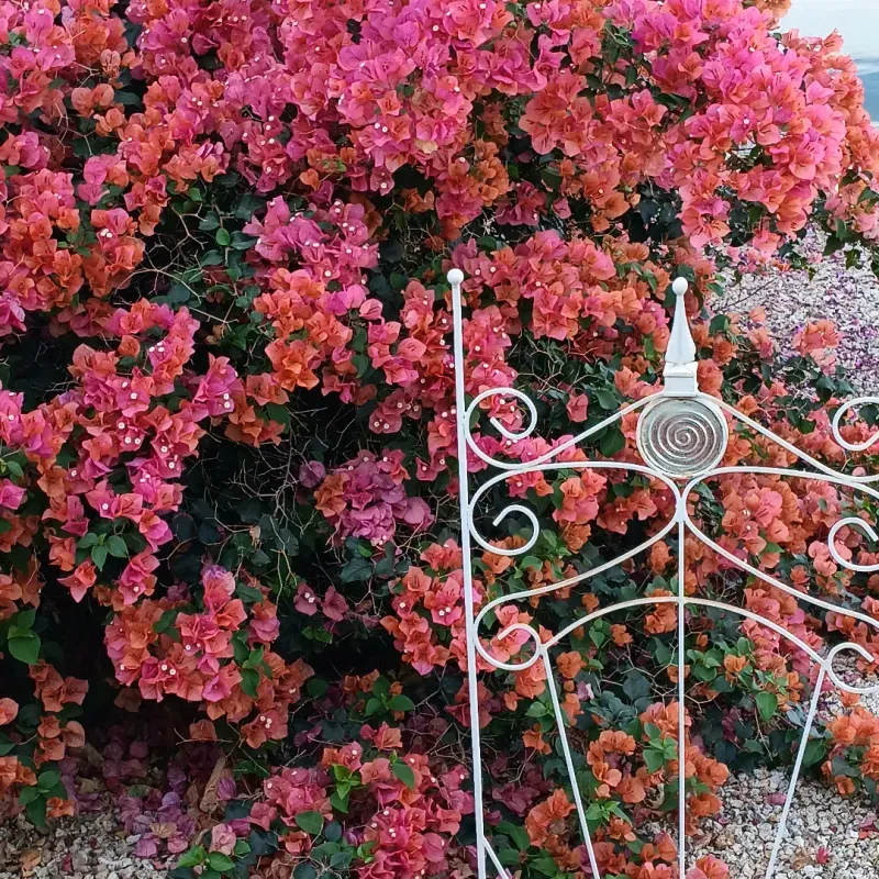 Bougainvillea Loves Heat And Rewards It With Color