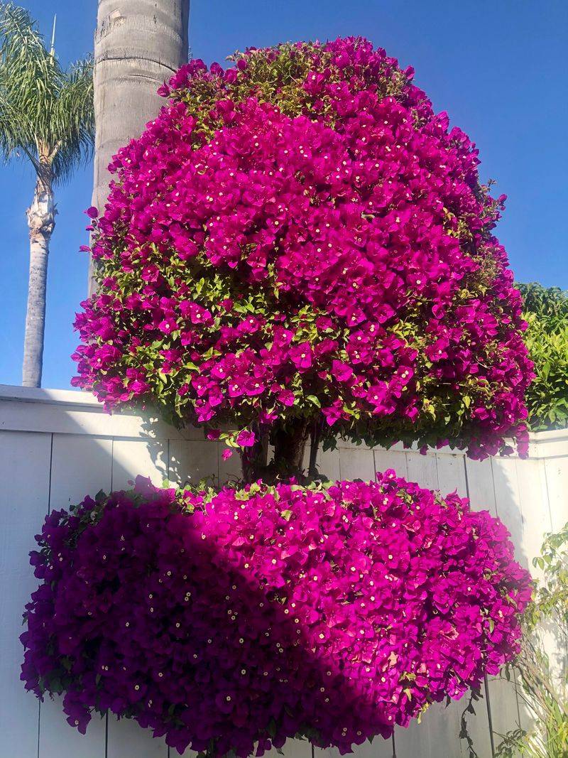 Bougainvillea Needs More Room Than It Seems Bougainvillea Needs More Room Than It Seems