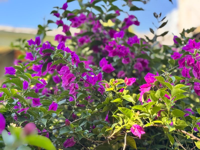 Bougainvillea Needs Selective Shoot Cleanup Bougainvillea Needs Selective Shoot Cleanup