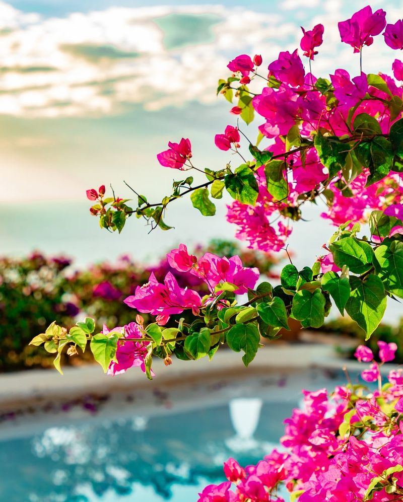 Bougainvillea Bougainvillea