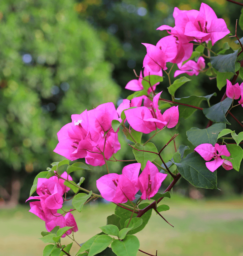 Bougainvillea Bougainvillea