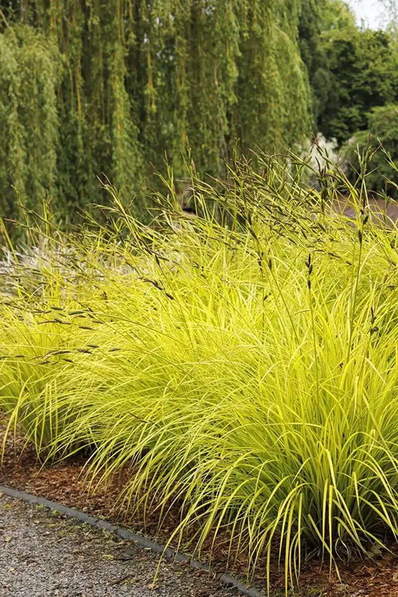 Bowles Golden Sedge Adds A Bright Glow Bowles Golden Sedge Adds A Bright Glow