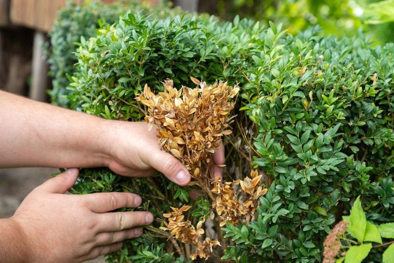 Boxwood Blight Leaves Shrubs Thin And Patchy Boxwood Blight Leaves Shrubs Thin And Patchy
