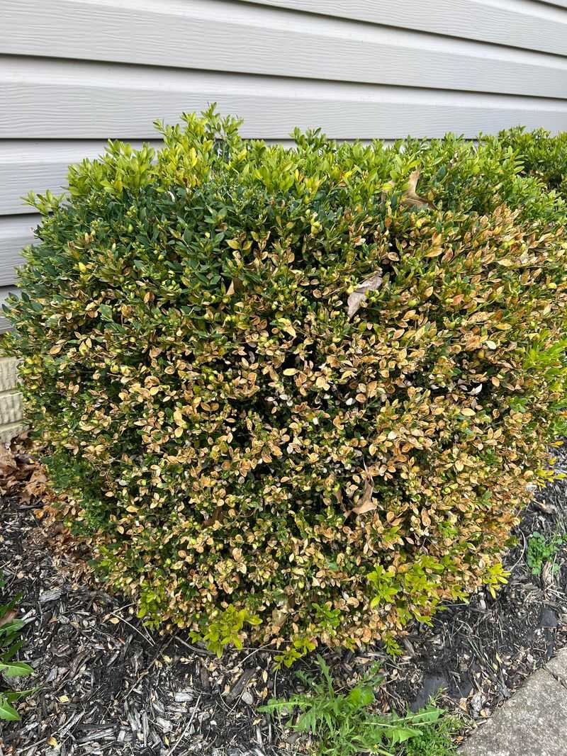 Boxwood Can Brown Out In Summer Stress Boxwood Can Brown Out In Summer Stress