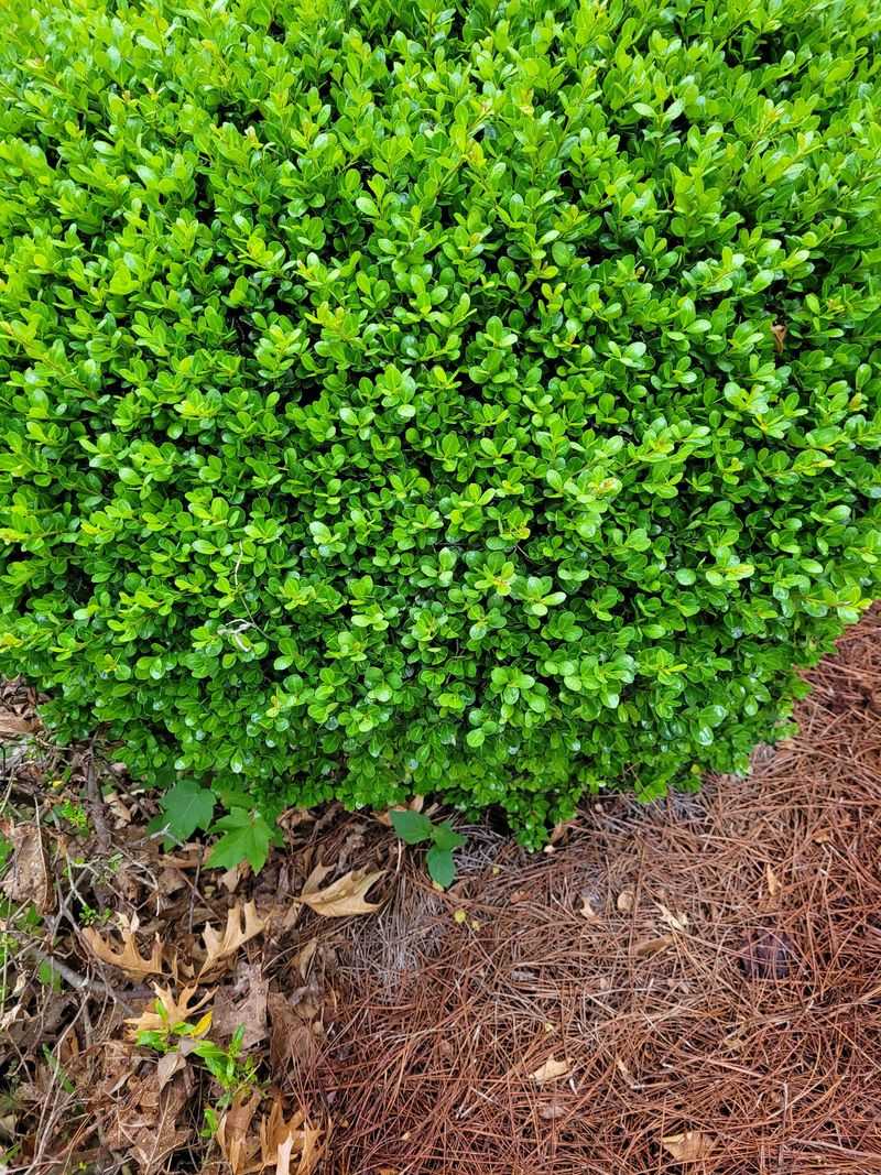 Boxwood Makes Messy Corners Look Neat