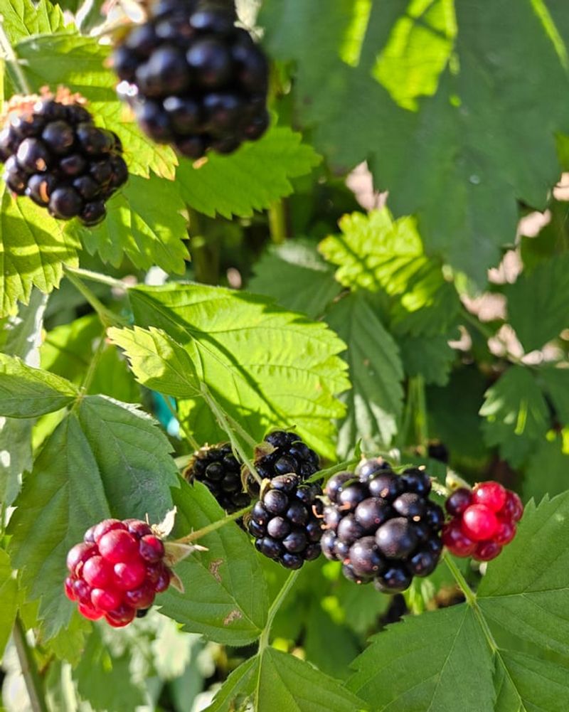 Boysenberries Give Tough Yards A Productive Vine Boysenberries Give Tough Yards A Productive Vine