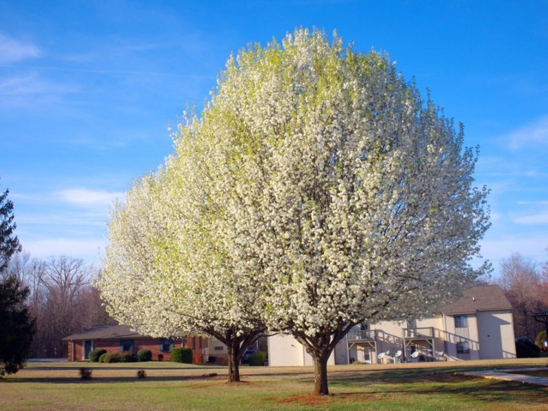 Bradford Pear Bradford Pear