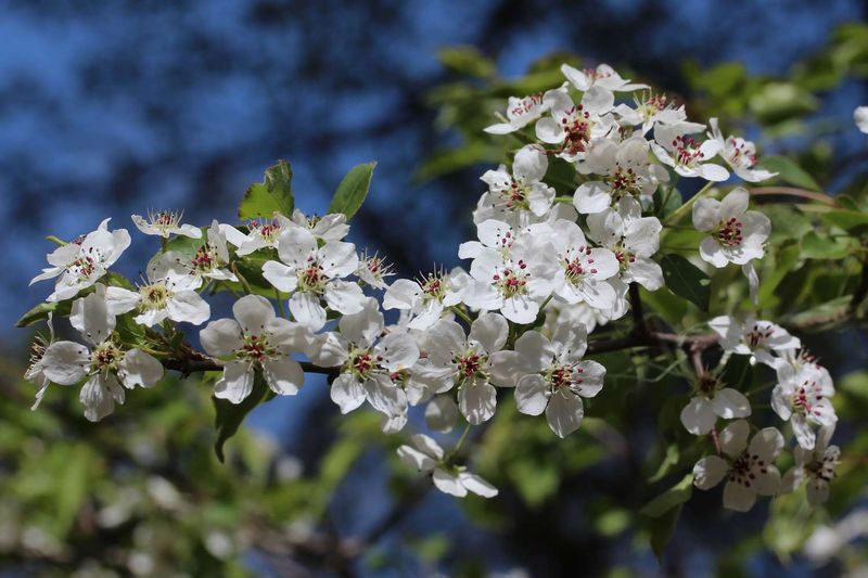Bradford Pear 