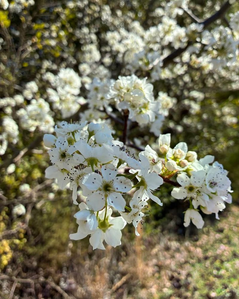 Bradford Pear Is The Main Tree Communities Are Targeting Right Now Bradford Pear Is The Main Tree Communities Are Targeting Right Now
