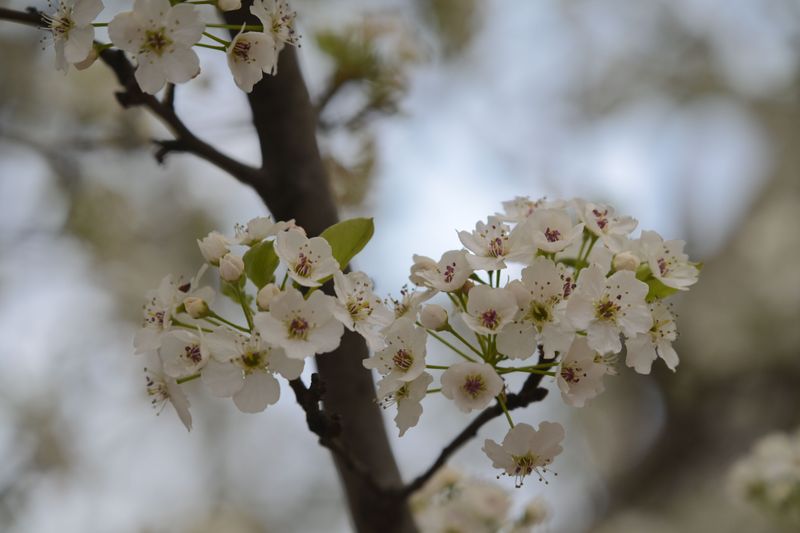 Bradford Pear (Pyrus Calleryana) Bradford Pear (Pyrus Calleryana)