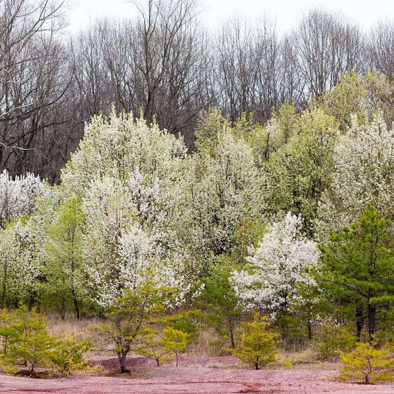 Bradford Pear Bradford Pear