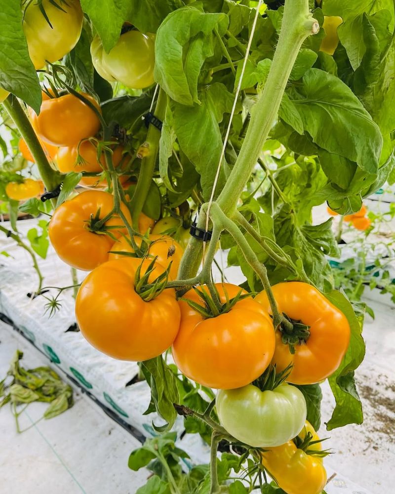 Brandywine Is Popular For Fresh Summer Meals